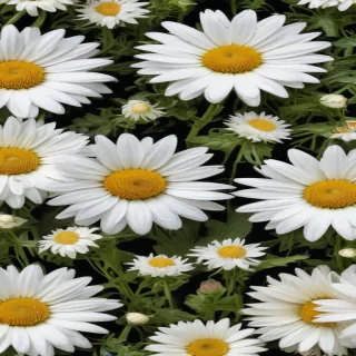 daisy flower wallpaper