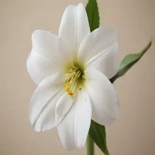 aesthic flower