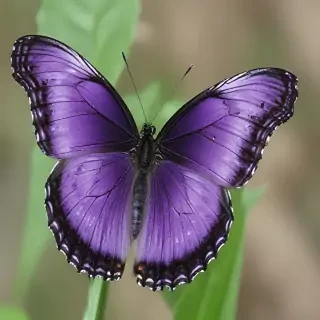 purple butterfly