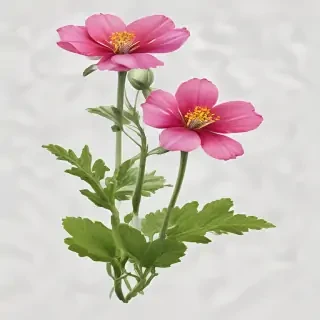 wild flower png
