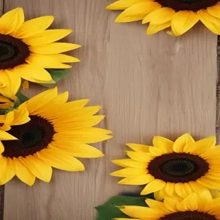 iphone cute sunflower wallpaper