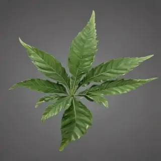 pot leaf png
