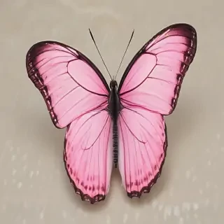 butterfly pink