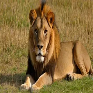 lion pictures
