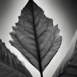 leaf images black and white
