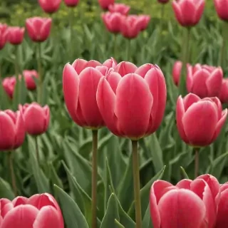 tulip iphone wallpaper
