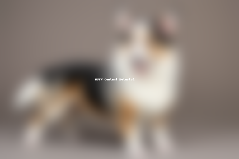 cardigan welsh corgi