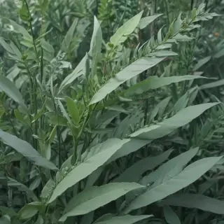 sage green aesthetic background