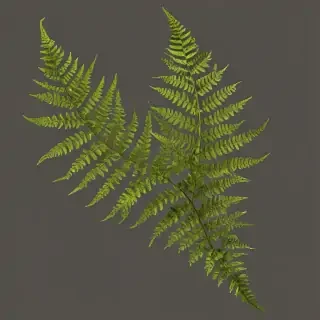 transparent fern png