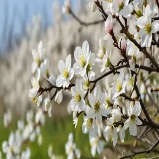 spring flowers