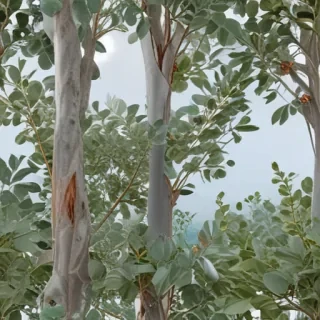 transparent eucalyptus