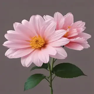 aesthetic flower png