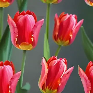 tulip flower