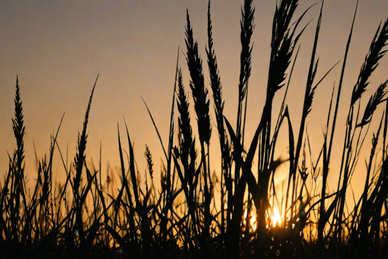 grass silhouette