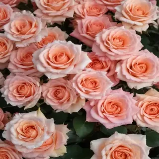 roses background