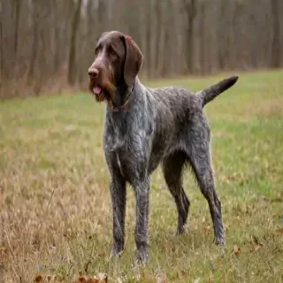 german wirehaired pointer