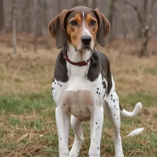 american leopard hound