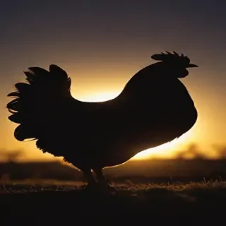 silhouette of a chicken