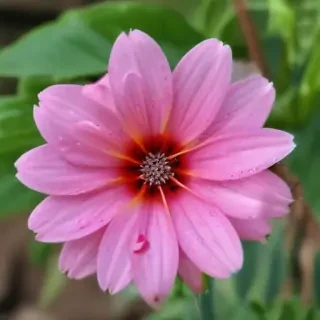full screen flower wallpaper hd