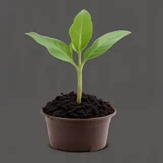 seedling png