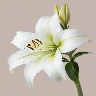 lily flower png