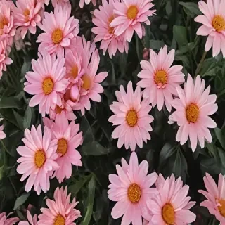 flowers aesthetic