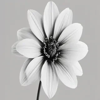 flower png black and white