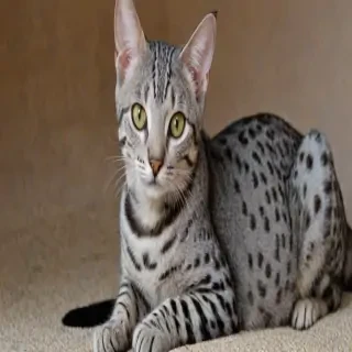 egyptian mau breed