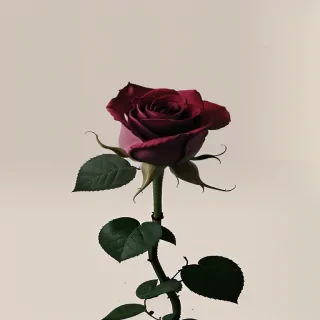 wallpaper rose