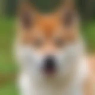 yakutian laika dog breed