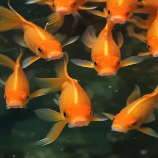 gold fish