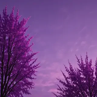 aesthetic purple pictures