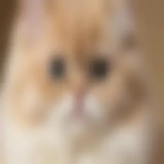 persian breed