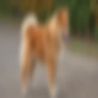 finnish spitz dog breed