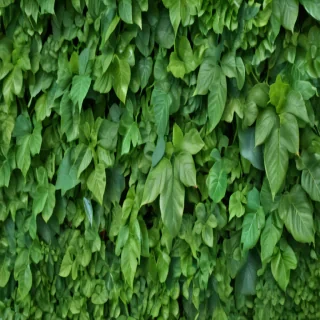 background green leaves