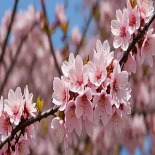 sakura flower