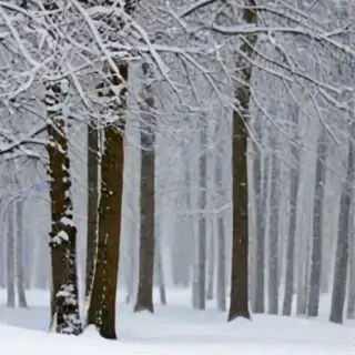 snow pngs