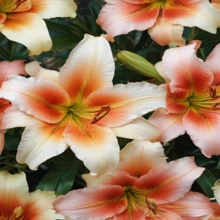 lily background