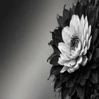 black and white graphics