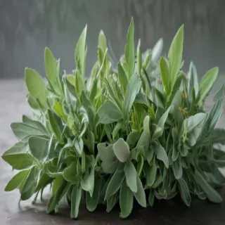 sage green aesthetic