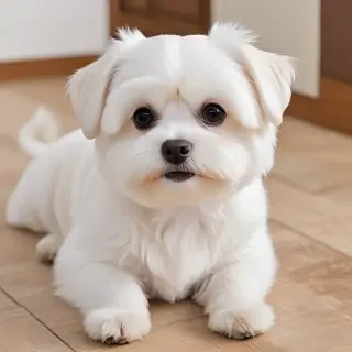 maltese dog