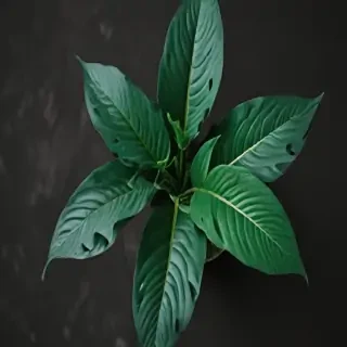 plant phone wallpaper