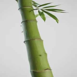 bamboo png