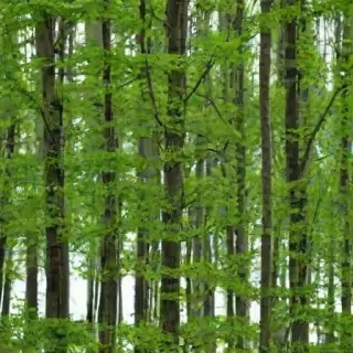 trees transparent