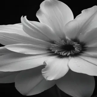 black and white flower