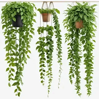 hanging plants png
