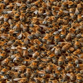 bees png