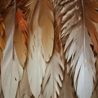 feather background