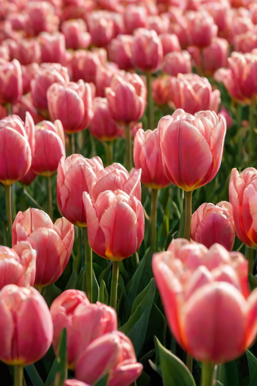 Soft-focus image of a field of tulips in full bloom, soft sunlight illuminating the vibrant colors, with a gentle breeze causing the flowers to sway.