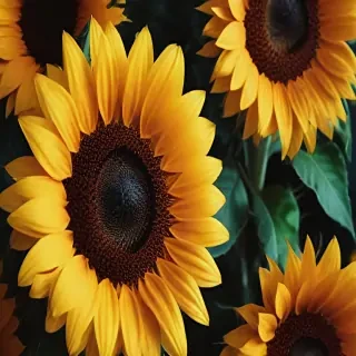 sunflower wallpaper iphone